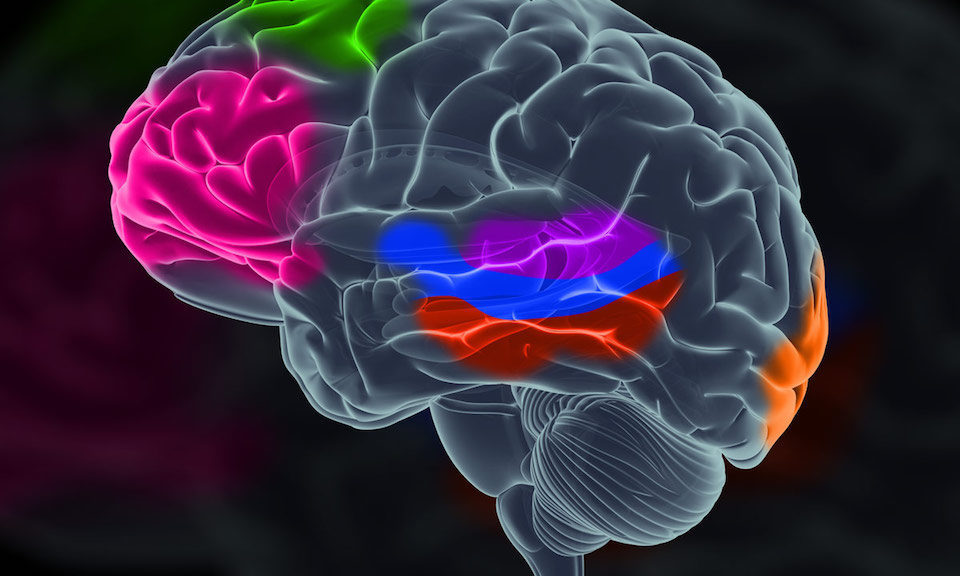 cropped-limbic-system.jpg